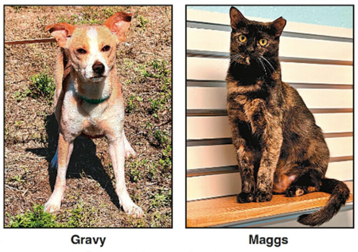 Cape Coral Animal Shelter | Looking for a loving home | GRAVY & MAGGS